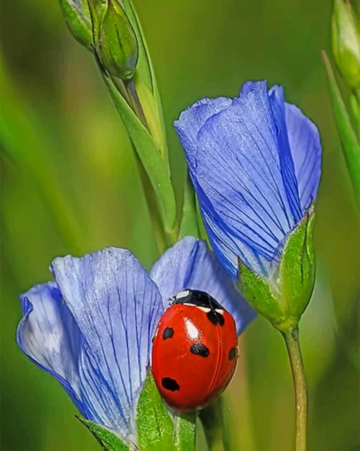 Ladybug On A Flower paint by numbers