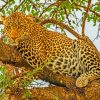 Leopard On Tree paint by numbers
