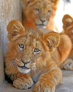 Lions Cubs Paint By Numbers