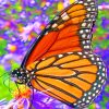 Monarch Butterfly paint by numbers