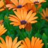 Orange And Purple African Daisies paint by numbers
