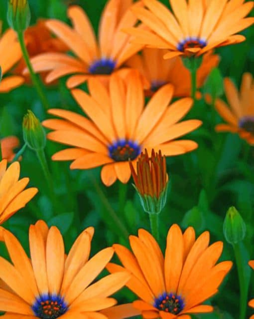 Orange And Purple African Daisies paint by numbers