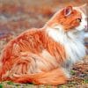 Orange And White Cat paint by numbers