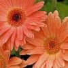 Peach Gerbera Daisy Paint by numbers