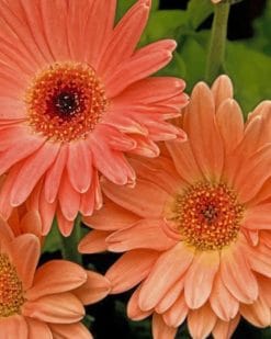 Peach Gerbera Daisy Paint by numbers
