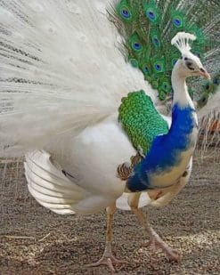 Peacock Partial Leucism paint numbers