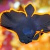 Platax Pinnatus Batfish paint by numbers