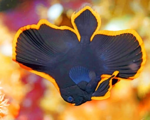 Platax Pinnatus Batfish paint by numbers