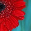 Red Gerber Daisy Paint by numbers