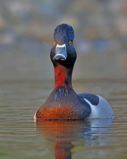Ring Necked Duck Paint by numbers