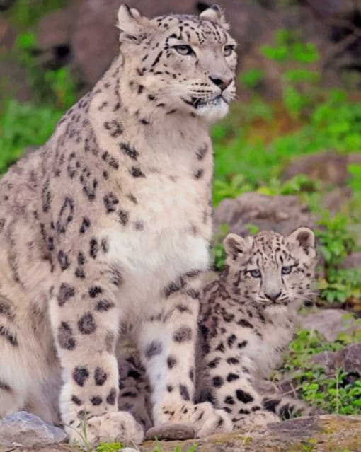 Snow Leopard With Her Cubs paint by numbers