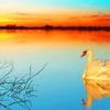 swan Bird on lake paint by number