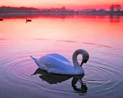 Swan On Lake paint by numbers
