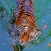 Tiger In The Water paint by numbers