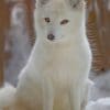White Fox Paint by numbers