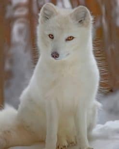 White Fox Paint by numbers
