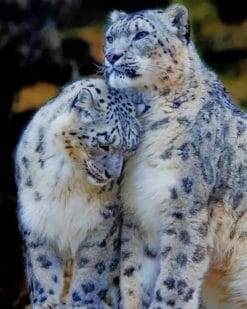 Snow Leopards Couple paint by numbers