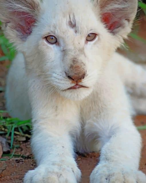 White Lion Cub paint by numbers