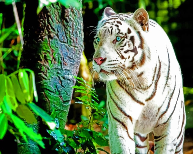 White Tiger paint by numbers