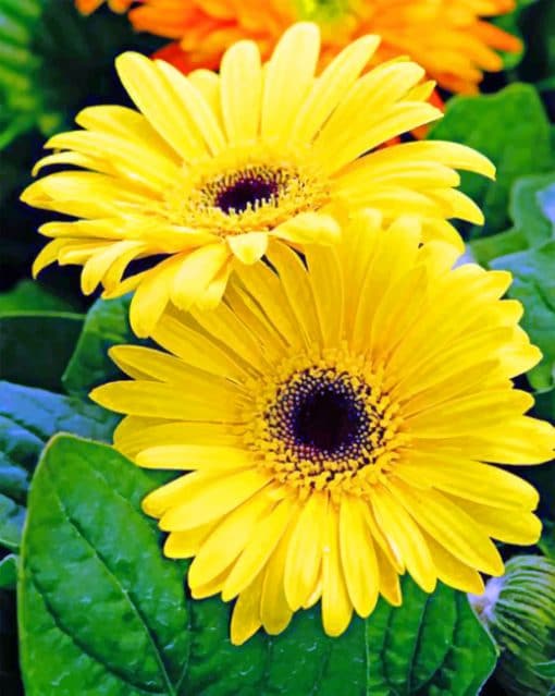 Yellow Daisy Flowers paint by nnumbers