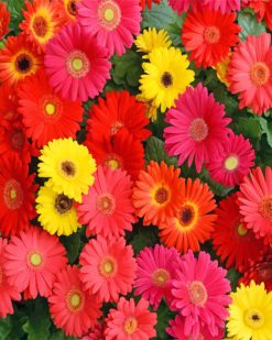 Gerberas Flowers Paint by numbers
