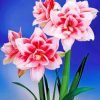 Amaryllis-flower-paint-by-number