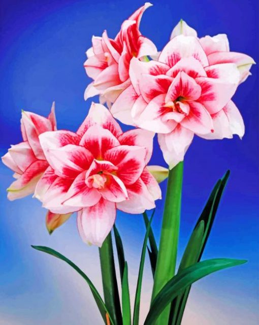 Amaryllis-flower-paint-by-number