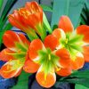 Clivia-flowers-paint-by-numbers