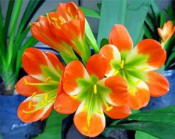 Clivia-flowers-paint-by-numbers