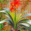 Clivia-paint-by-number