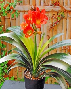 Clivia-paint-by-number