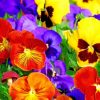 Colorful-Pansie-paint-by-numbers