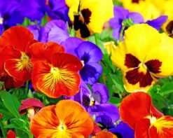 Colorful-Pansie-paint-by-numbers
