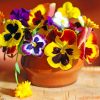 Colorful-Pansies-paint-by-numbers