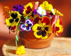 Colorful-Pansies-paint-by-numbers