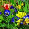 Pansies-Closeup-paint-by-number