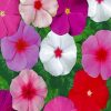 Periwinkle-flowers-paint-by-numbers