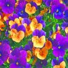 Purple-And-Yellow-Pansies-paint-by-number