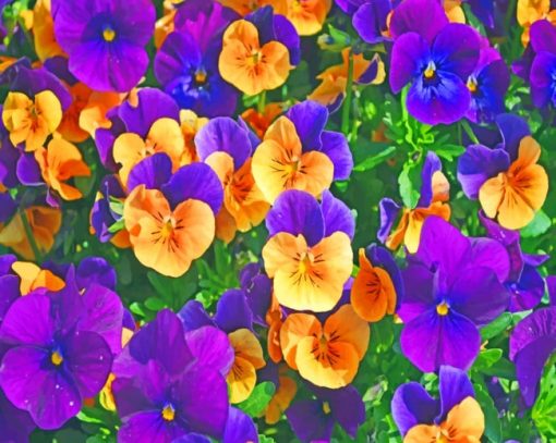 Purple-And-Yellow-Pansies-paint-by-number