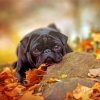 black-pug-and-leaves-paint-by-numbers