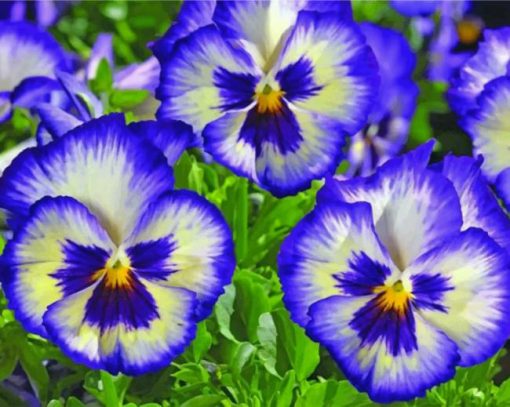 blue-pansies-paint-by-number