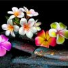 colorful-frangipani-paint-by-number