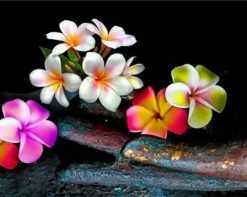 colorful-frangipani-paint-by-number