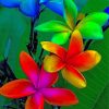 colorful-plumeria-paint-by-numbers