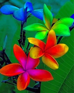 colorful-plumeria-paint-by-numbers