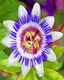 purple-passionflower-paint-by-number