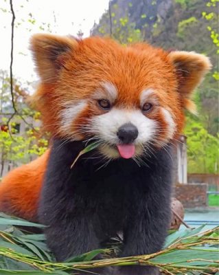 red-panda-paint-by-number