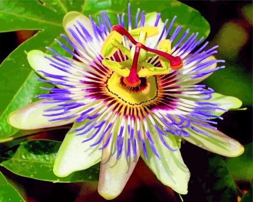 tropical-passionflower-paint-by-numbers