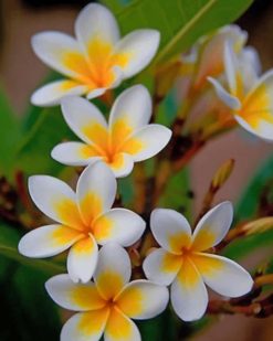 white-and-yellow-flowers-paint-by-number-1