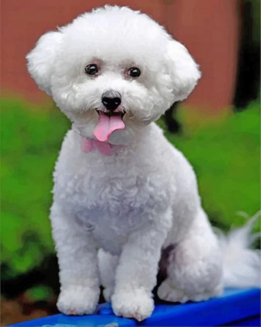 white-bichon-frise-paint-by-numbers